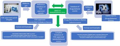 RxNorm for drug name normalization: a case study of prescription opioids in the FDA adverse events reporting system